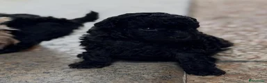 Toy Poodle 4