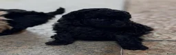 Toy Poodle dogs for sale: Three Little Toy Poodle Treasures, 1 Boy & 2 Girls - Advert 2