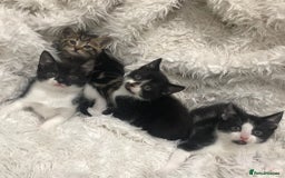 Mixed Breed cats for sale: Lovely kittens 8 weeks old  - Image 9