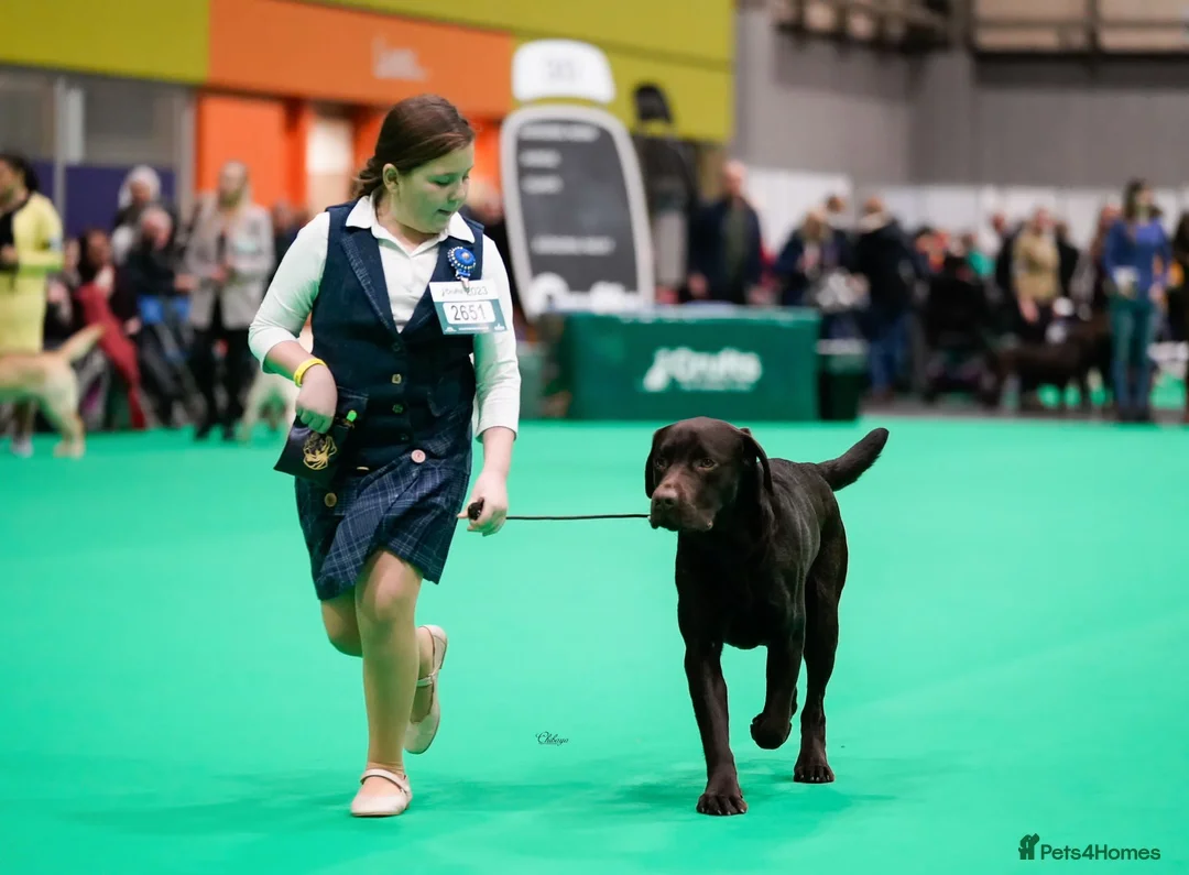 Labrador Retriever dogs for sale: Stunning K.C. Labradors Black & Chocolate  - Advert 6