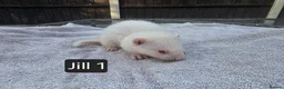 Ferret rodents for sale: New Kits Ready To Go  - Advert 2