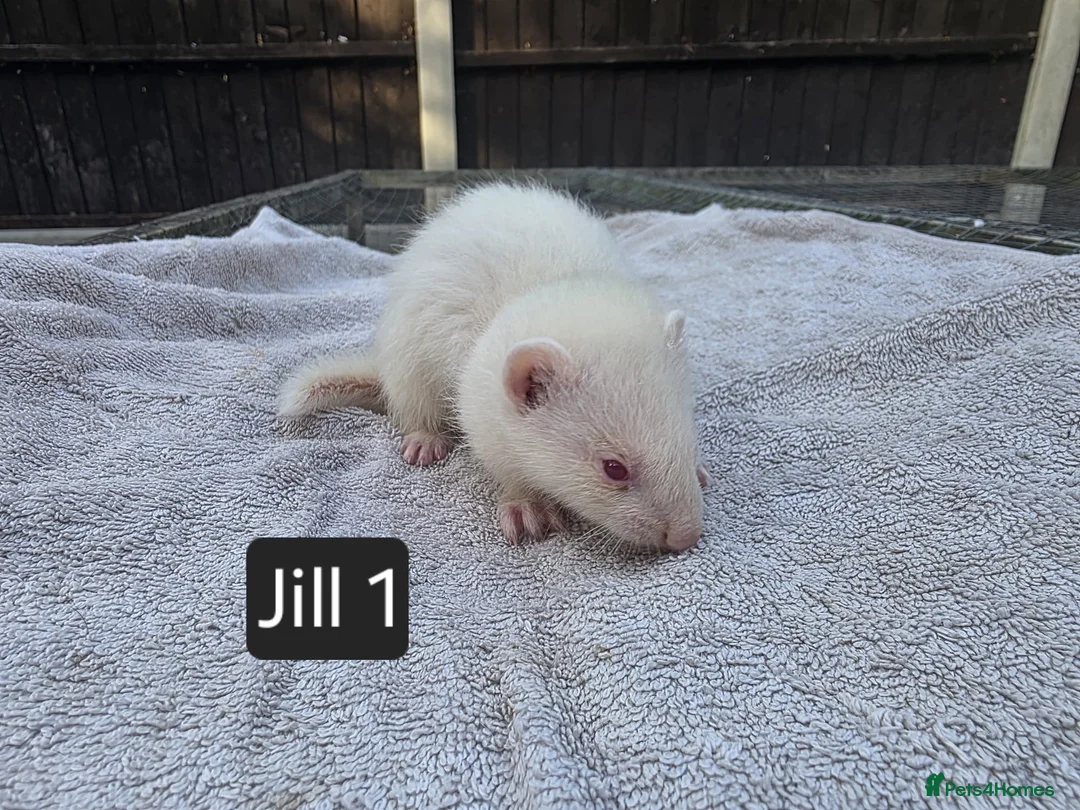 Ferret rodents for sale: New Kits Ready To Go  - Advert 2