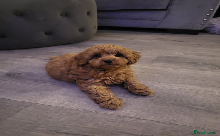 Cavapoo dogs - Advert 11