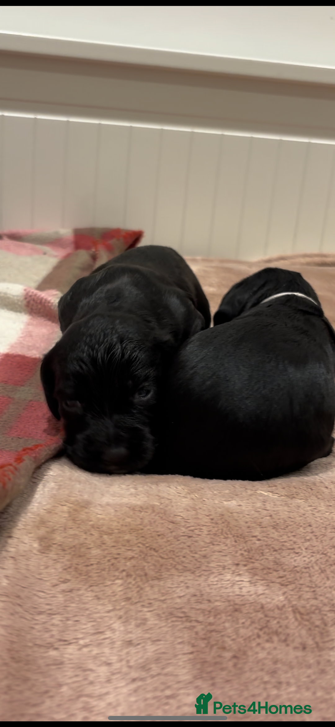 Cocker Spaniel dogs for sale: Kc registered working cocker spaniel - Image 5