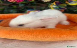 Mini Lop rabbits for sale: Pure Breed Mini lops  - Image 17