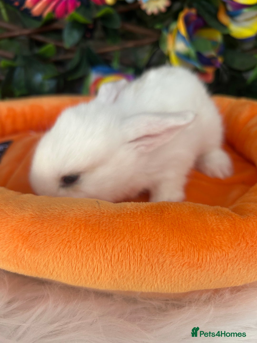 Mini Lop rabbits for sale: Pure Breed Mini lops  - Image 17