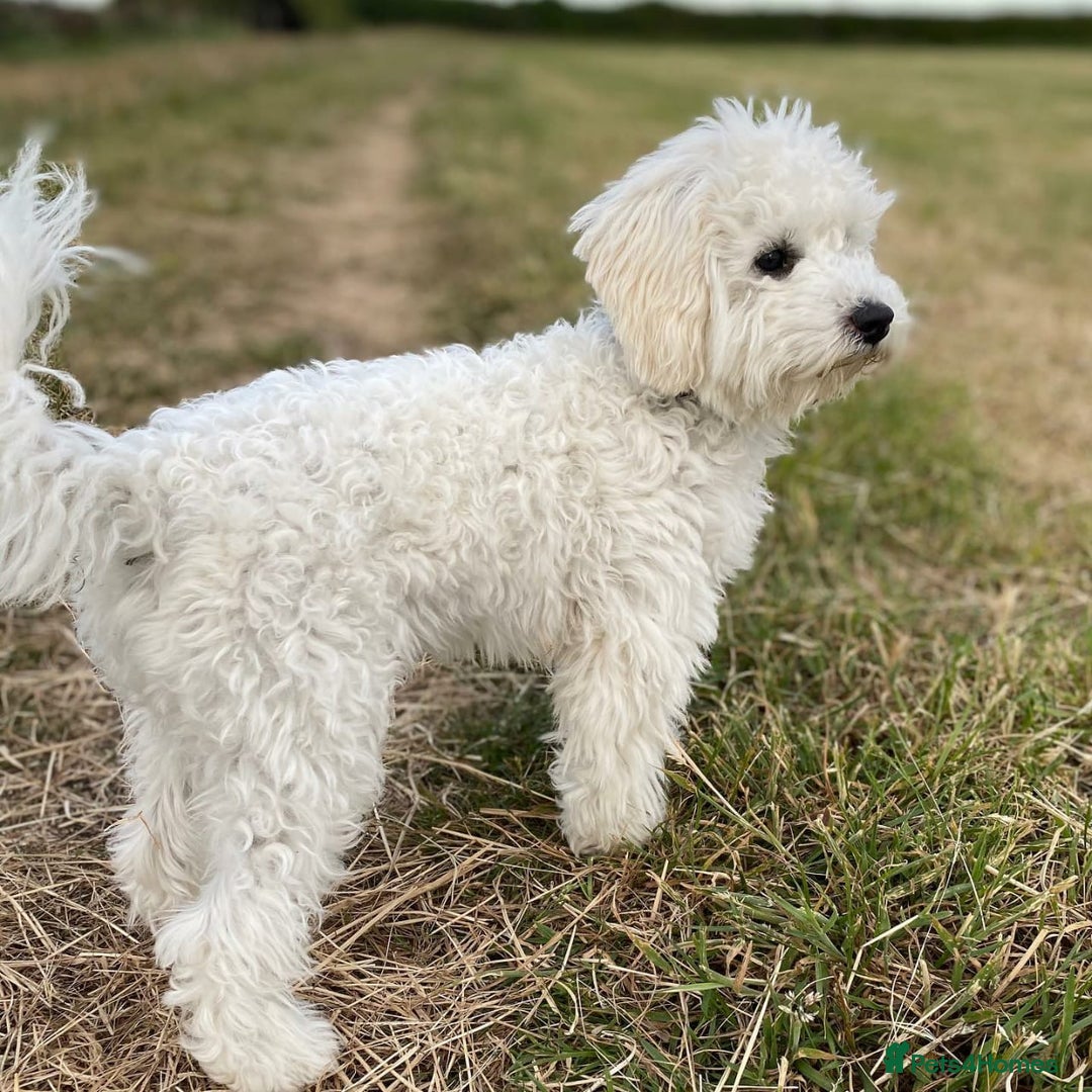 Cavapoo dogs for sale: Cavapoo girl for rehoming - Image 4