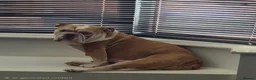 Olde English Bulldogge dogs for sale: Old English Bulldog Pups  - Advert 8