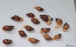 Snails invertebrates for sale: African Land Snails Hatched 21/4/25 - Image 4
