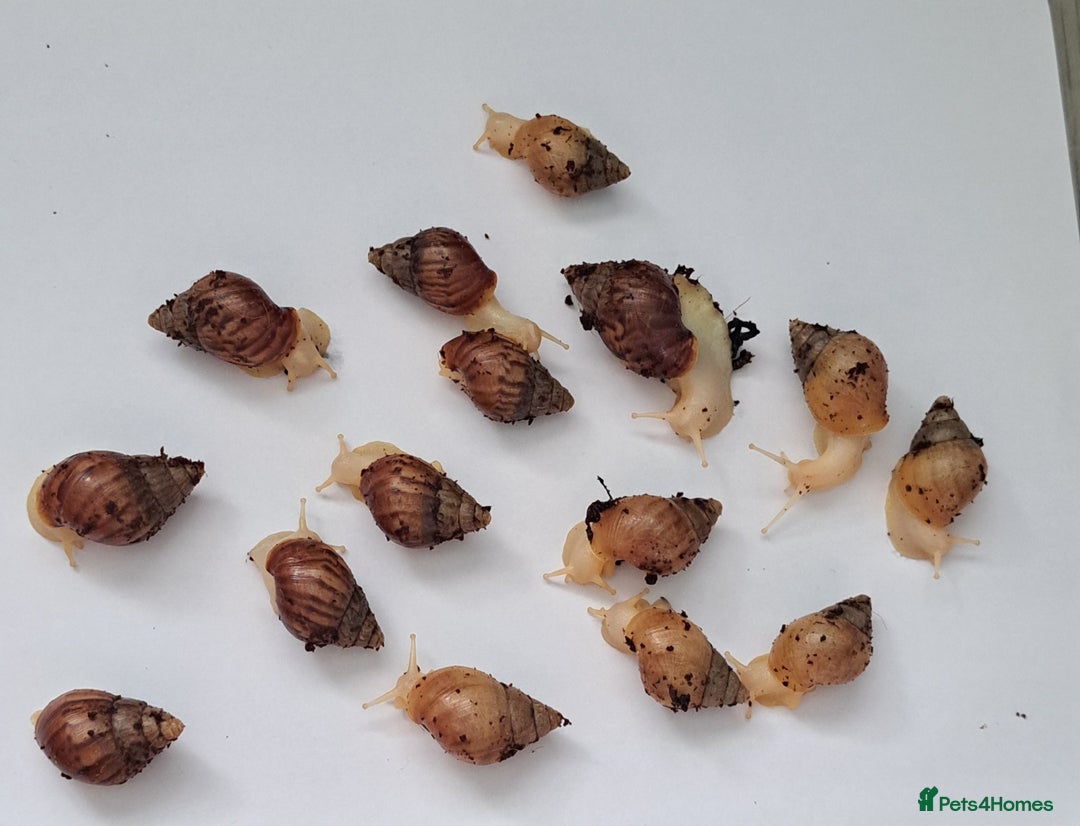 Snails invertebrates for sale: African Land Snails Hatched 21/4/25 - Image 4