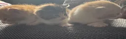 Mixed Breed cats for sale: 3 Gorgeous Kittens for sale in Anstruther - Advert 4