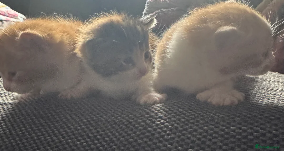 Mixed Breed cats for sale: 3 Gorgeous Kittens for sale in Anstruther - Advert 4