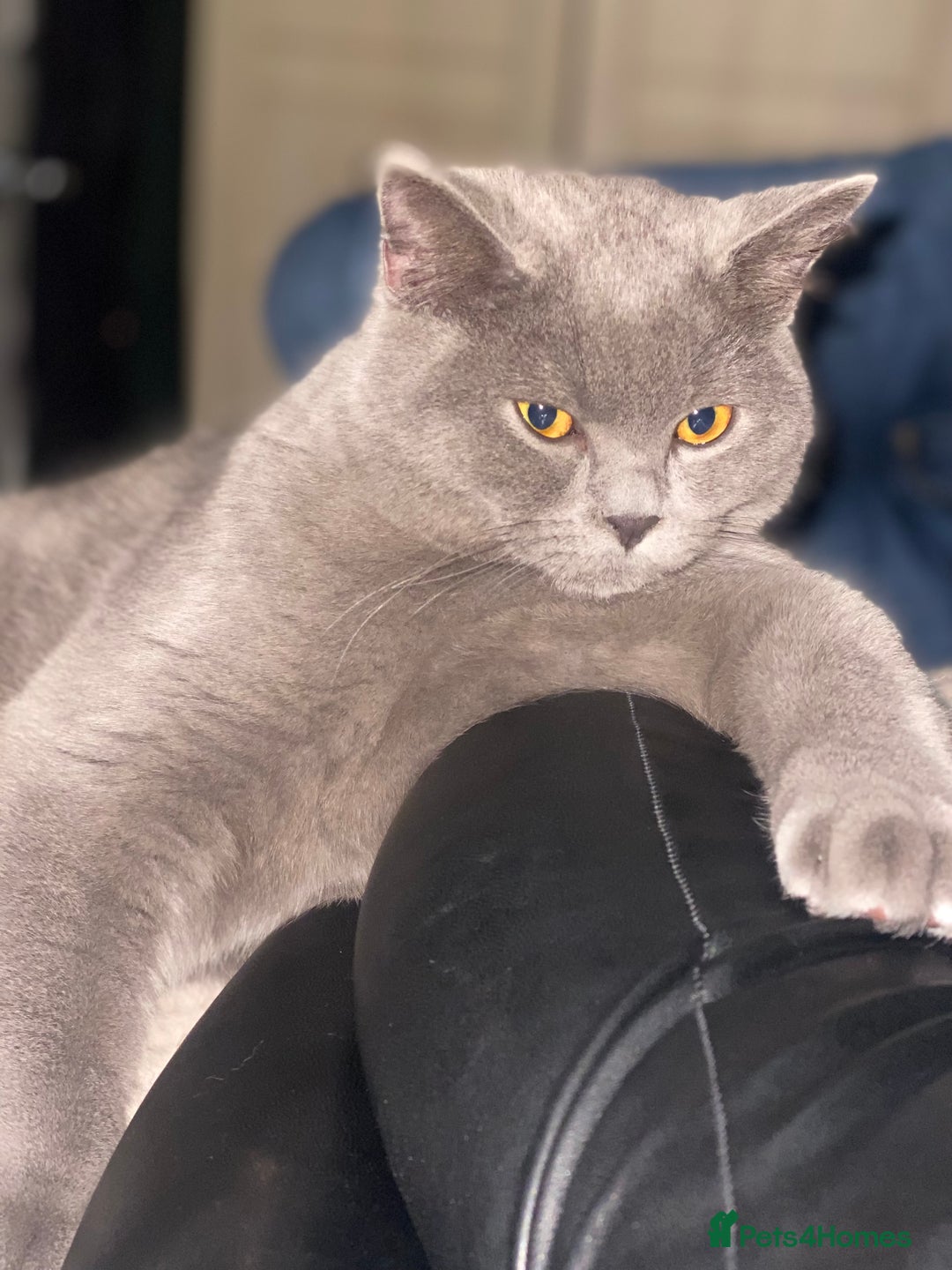 British Shorthair cats for sale: Stunning Rare Pedigree British Shorthair Brothers - Advert 14