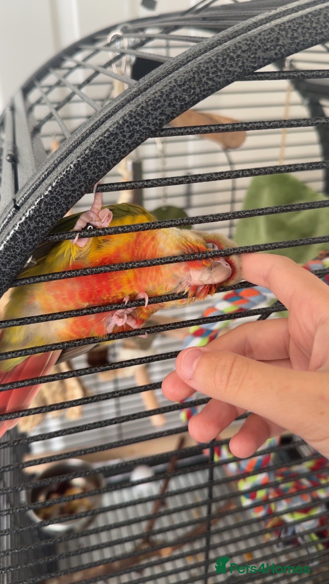 Conures birds for sale: Green Cheek Conure for sale 11months old £850 - Advert 4