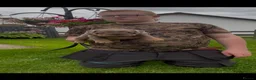 English Bulldog dogs for sale: English bulldog puppies  - Advert 19