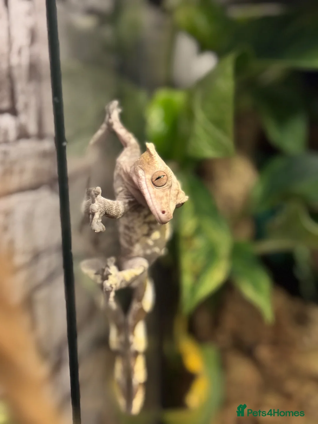 Gecko reptiles for sale: ❗️Crested Gecko & Setup❗️ in Cradley Heath - Advert 2