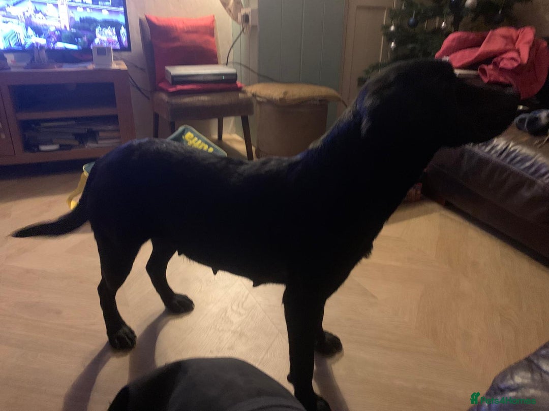 Labrador Retriever dogs for sale: Stunning litter of 9 pups - Advert 26