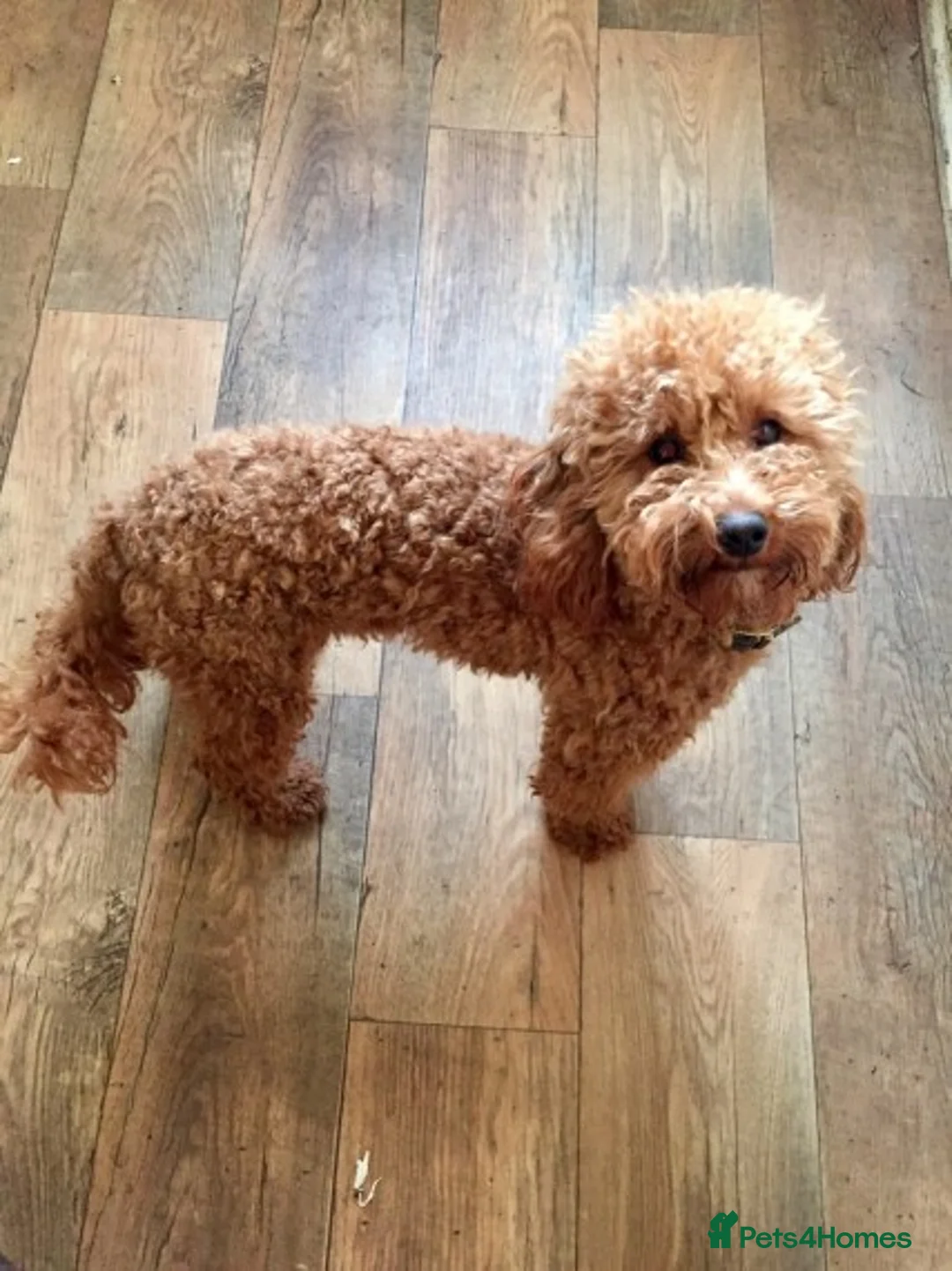 Cockapoo dogs for stud: Red Min Poodle PRA Clear & Other DNA Clear in Mansfield - Advert 2