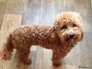 Cockapoo dogs Red Min Poodle PRA Clear & Other DNA Clear in Mansfield - Advert 24