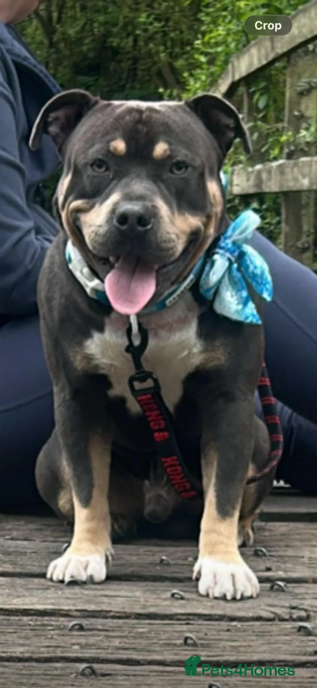 American Bully dogs for sale: American bully pups for sale in Reading - Advert 2