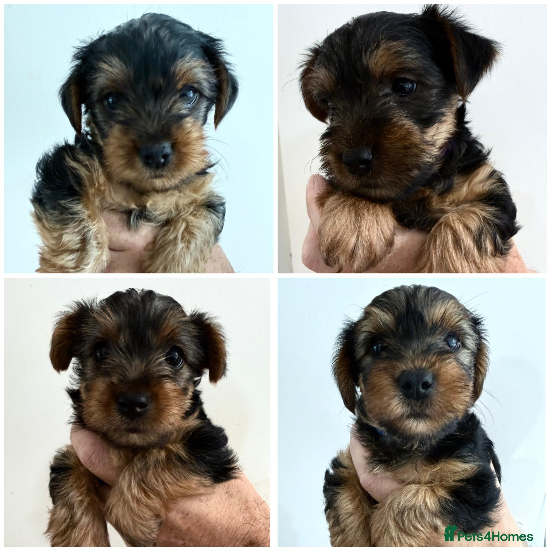 Yorkshire Terrier dogs **READY NOW** Stunning Yorkshire Terrier Puppies - Advert 5