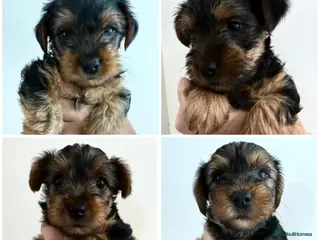 Yorkshire Terrier dogs **READY NOW** Stunning Yorkshire Terrier Puppies - Advert 5