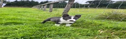 Border Collie dogs for sale: Grey and white collie pups  in Girvan - Advert 5