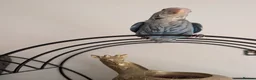 Conures birds for sale: Hand reared lovebirds and conures  - Advert 4