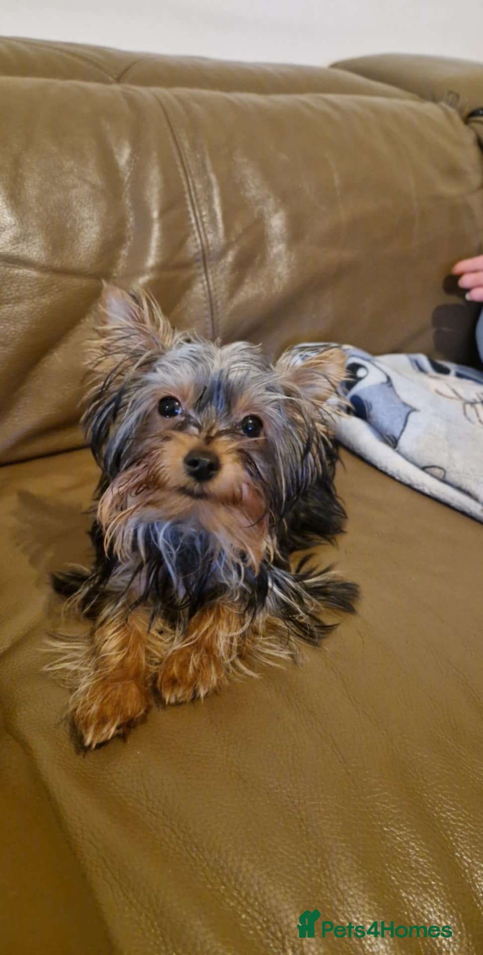 Yorkshire Terrier dogs  **  Yorkshire Terrier Boys - Advert 1