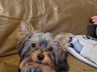 Yorkshire Terrier dogs ** Yorkshire Terrier Boys - Advert 3