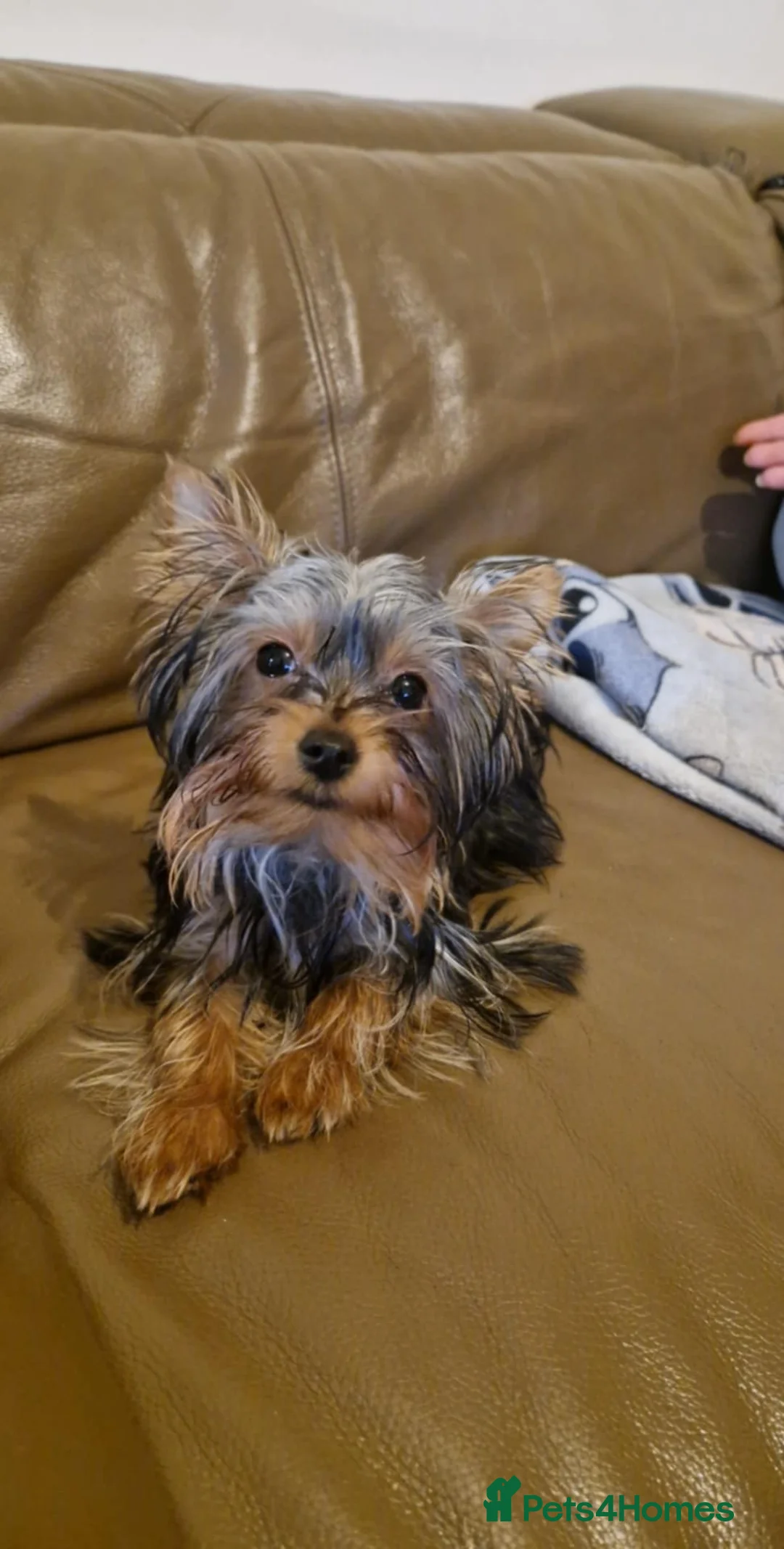 Yorkshire Terrier dogs for sale:  **  Yorkshire Terrier Boys - Advert 1