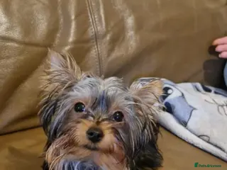 Yorkshire Terrier dogs ** Yorkshire Terrier Boys - Advert 2