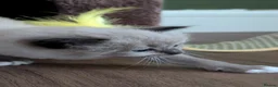 Ragdoll cats for sale: Ragdoll kittens- 1 boy 1 girl available  in Preston - Advert 18