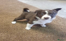 Border Collie dogs for sale: Beautiful farmhome bred Red and white Collies - Image 4