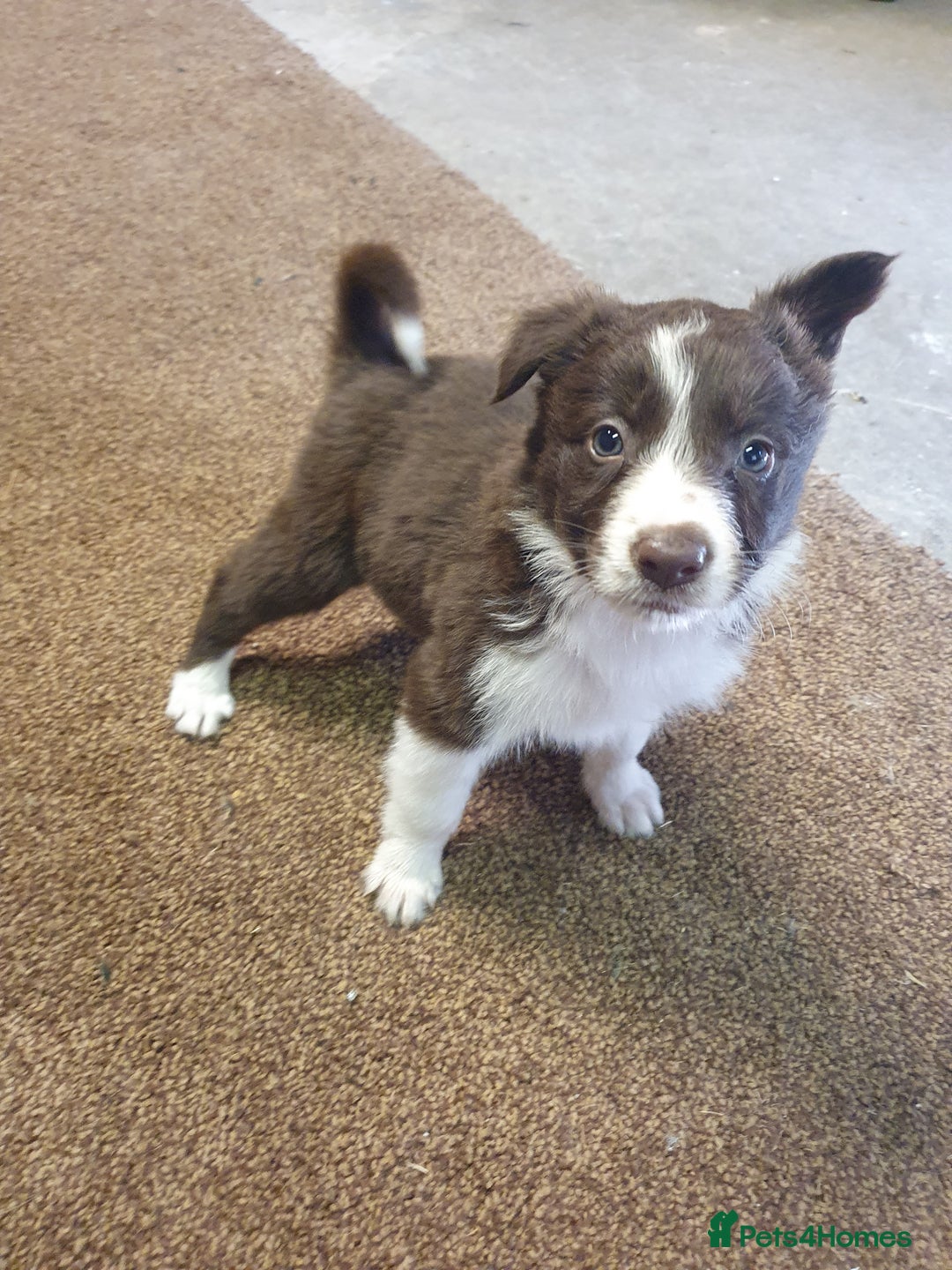 Border Collie dogs for sale: Beautiful farmhome bred Red and white Collies - Image 4