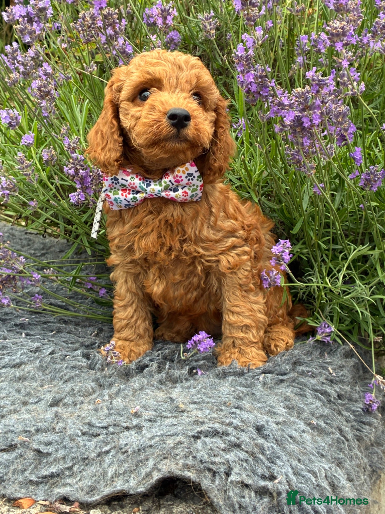Cockapoo dogs F1b Cockapoo Puppies Available  - Advert 2