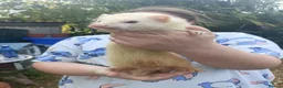 Ferret rodents for sale: Beautiful Ferret Kits for sale  - Advert 29