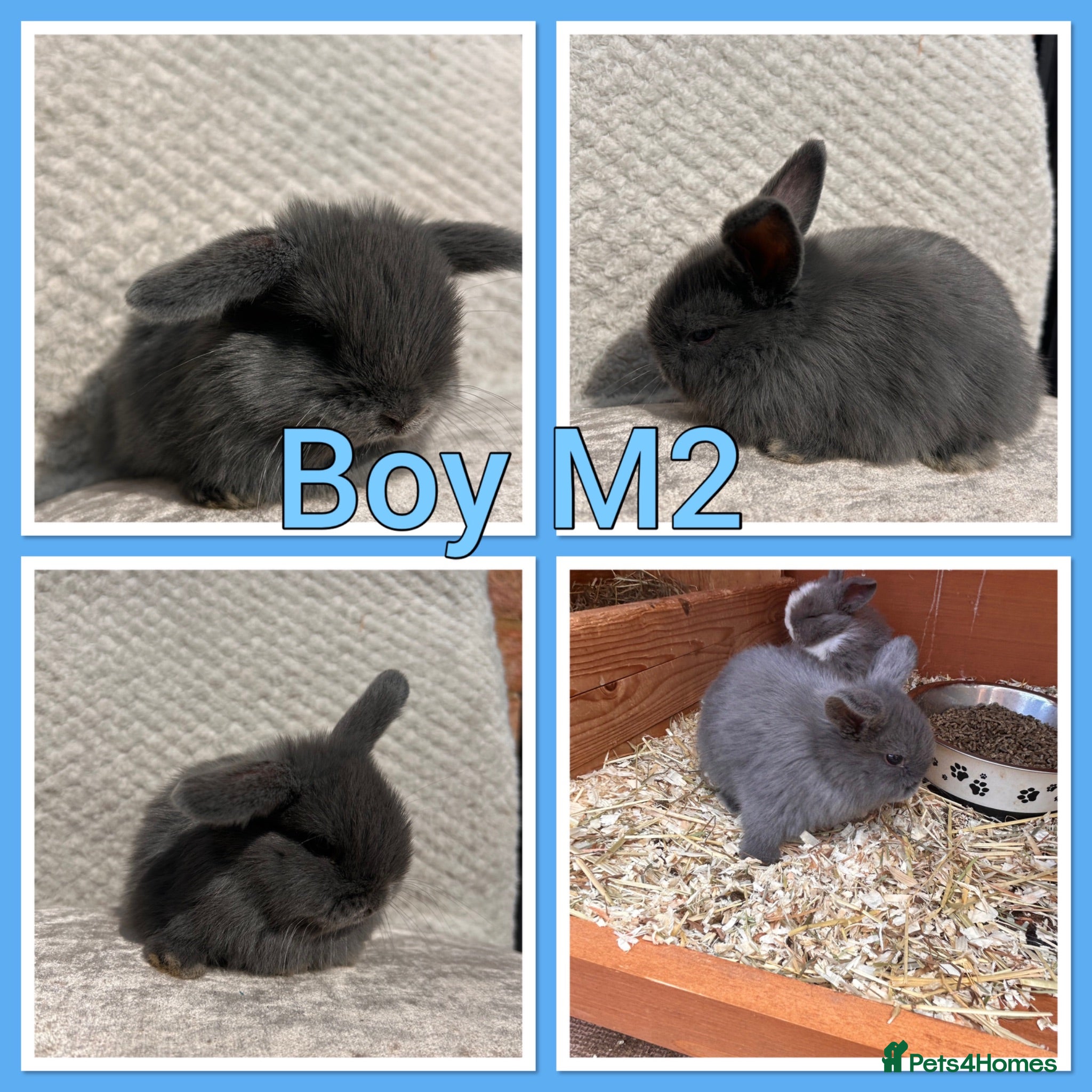 Mini Lop rabbits Mini lop babies  - Advert 2