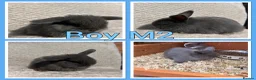 Mini Lop rabbits for sale: Mini lop babies  - Advert 2
