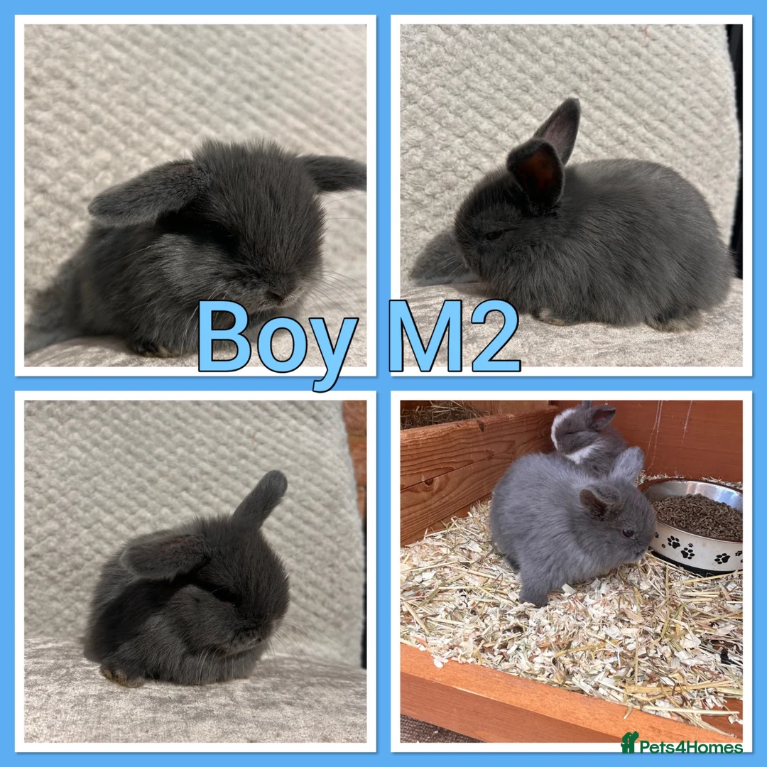 Mini Lop rabbits for sale: Mini lop babies  - Advert 2