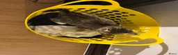 Domestic Shorthair cats for sale: Very cute kitty that likes…. Laundry baskets😝 in Harrow - Advert 12