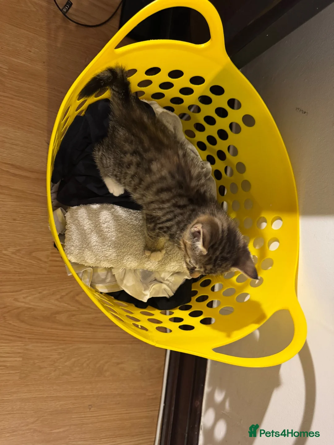 Domestic Shorthair cats for sale: Very cute kitty that likes…. Laundry baskets😝 in Harrow - Advert 12