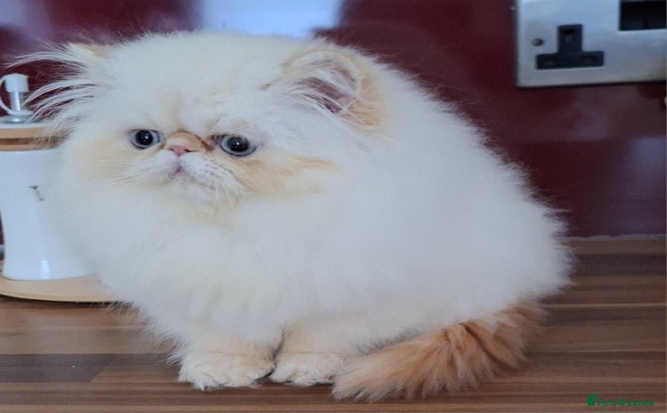Persian cats - Advert 1