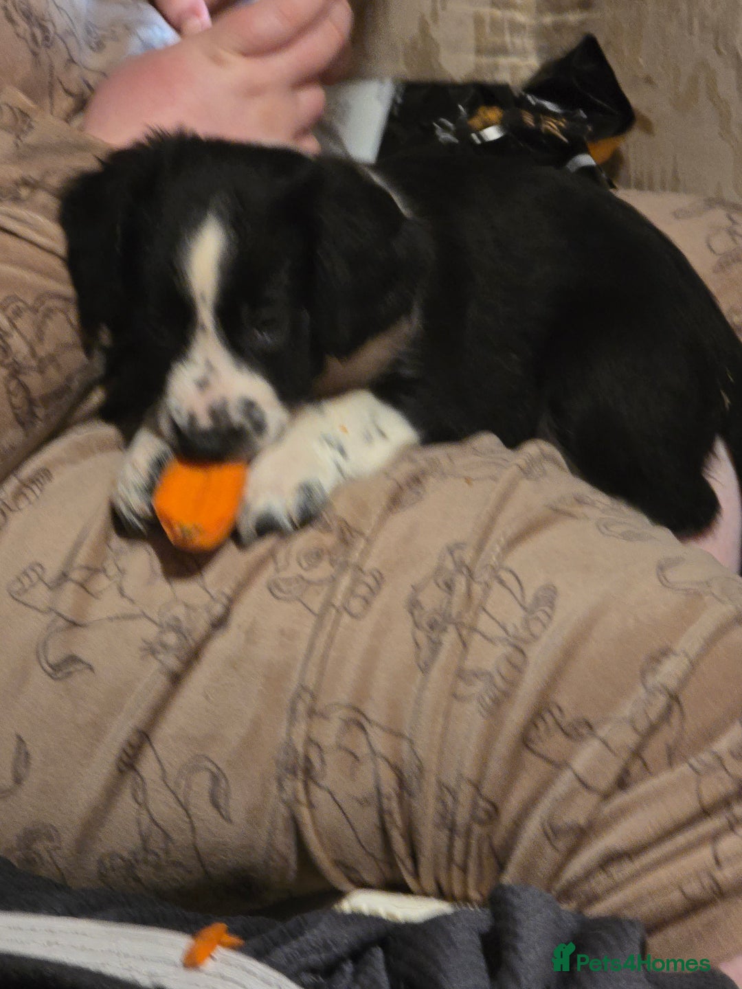 Mixed Breed dogs for sale: Beautifull sprollie pups - Advert 7