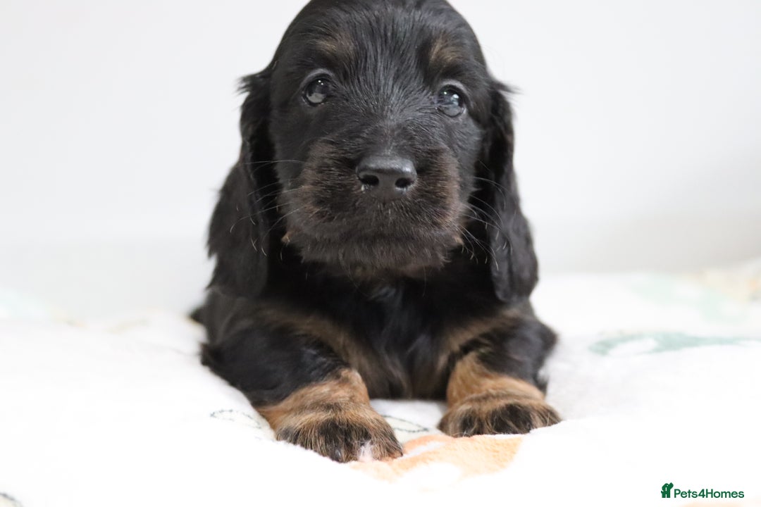 Miniature Dachshund dogs for sale: Ready now miniature long haired dachshunds in Stowmarket - Image 20