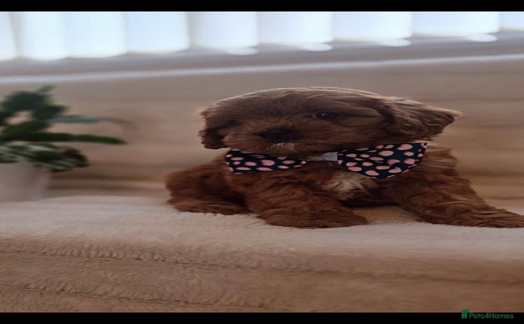 Cavapoo dogs - Advert 15