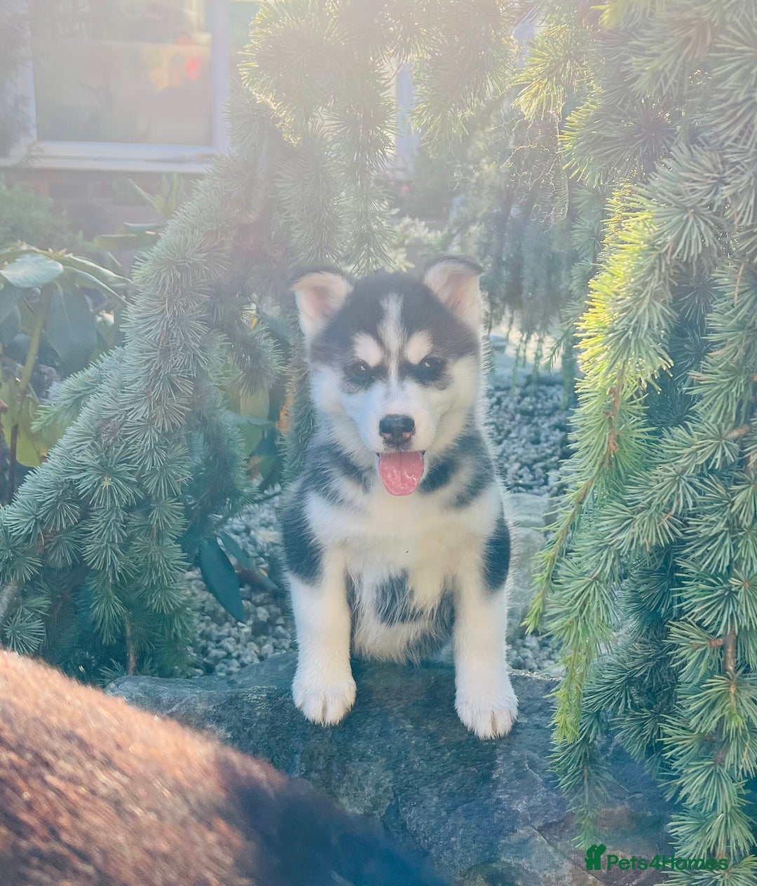 Pomsky dogs for sale:  Beautiful F2b Pomsky Puppies – Health Tested - Image 23