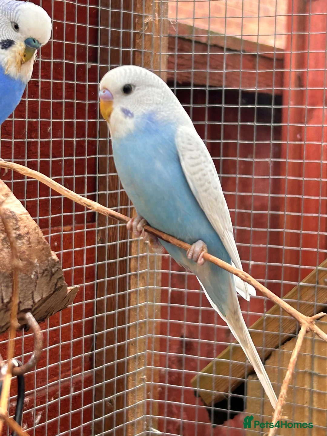 Budgerigars birds for sale: Baby budgies  - Advert 3