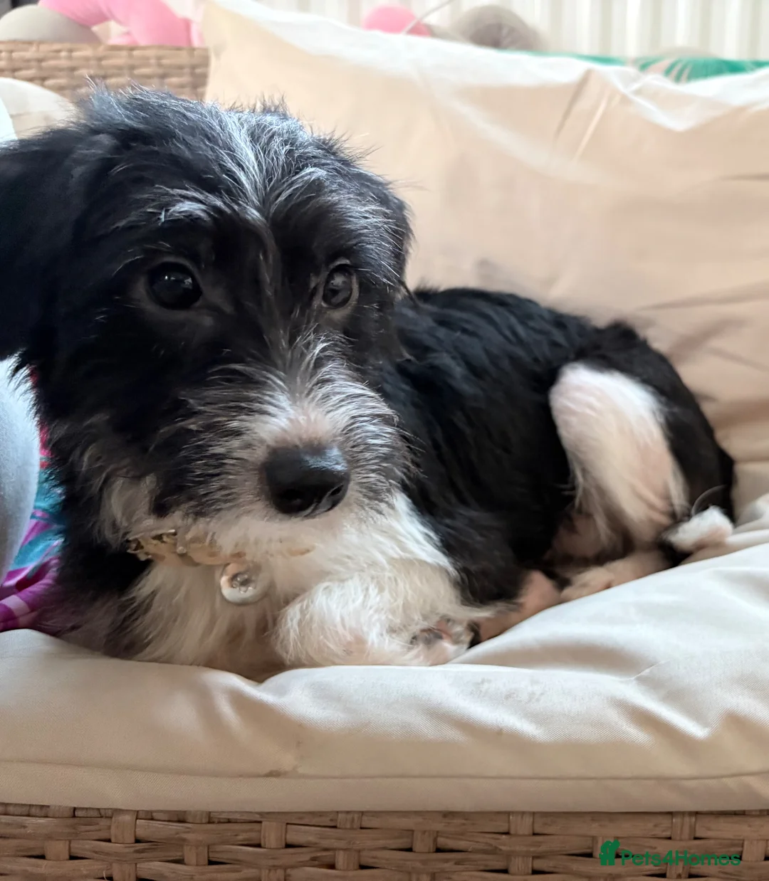 Jackapoo dogs for sale: Jackapoo 9 months  in Stourport-on-Severn - Advert 2