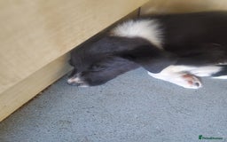 Mixed Breed dogs for sale: Huntaway cross border collie pups - Image 3